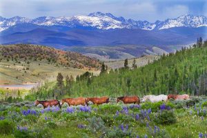 Horses, Mountains, Dude Ranch