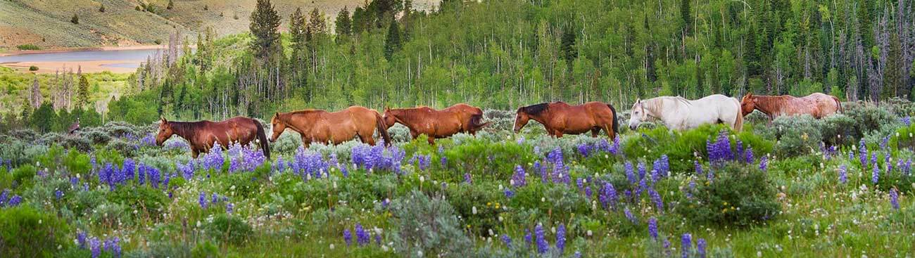 colorado-ranch-title-2022 | Colorado Ranch